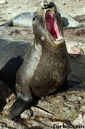 &eacute;l&eacute;phant de mer