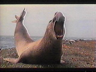 m&acirc;le rugissant