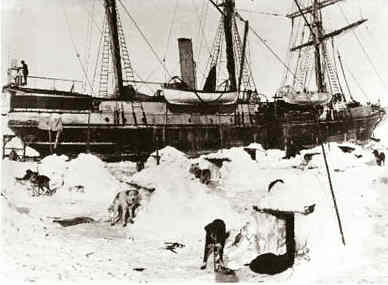 les chiens de l'expédition