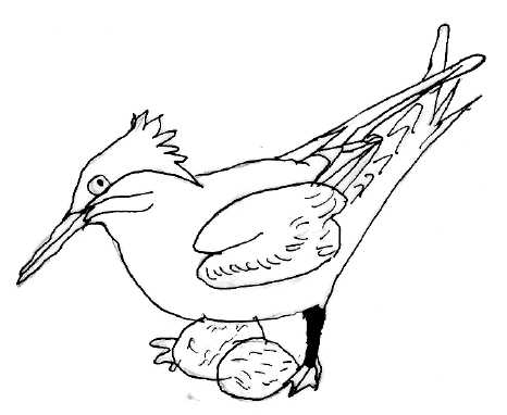 sterne arctique sur ses oeufs (dessin)