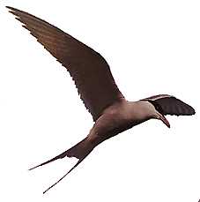 sterne arctique en vol