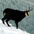 cachalot2