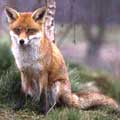 lapin2